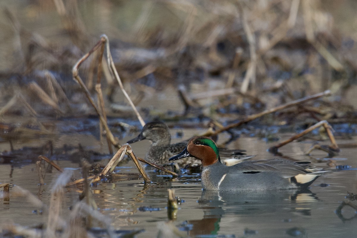 Green-winged Teal - Jesse Anderson