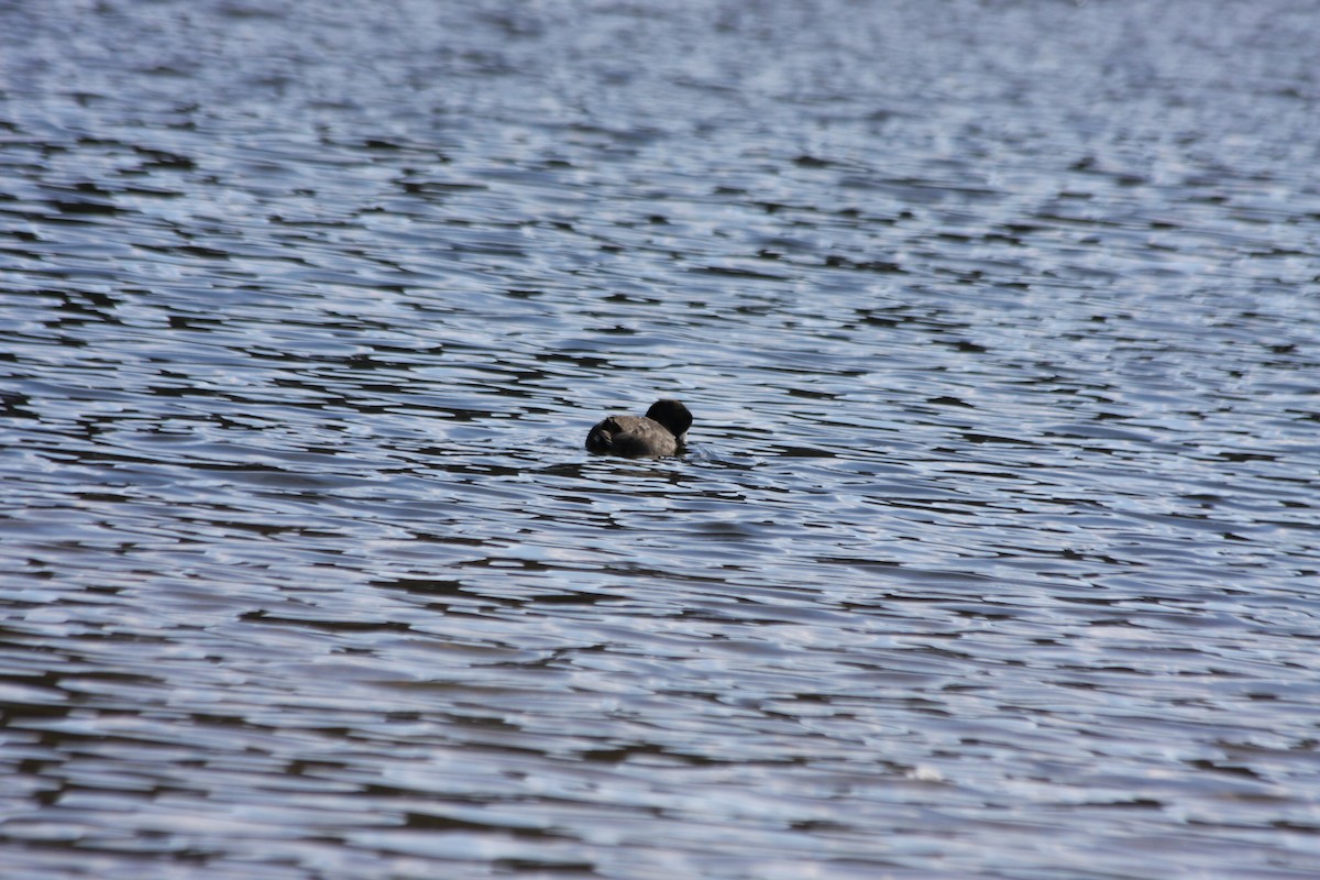 American Coot (Red-shielded) - ML291809171