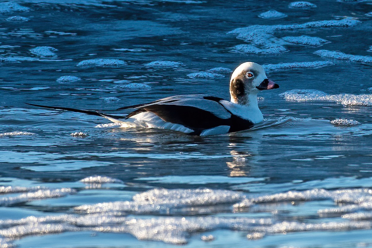 Long-tailed Duck - ML291810101