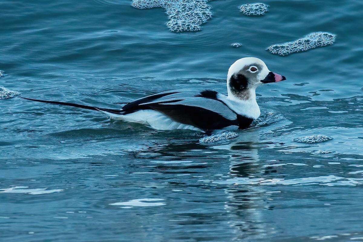 Long-tailed Duck - ML291810111