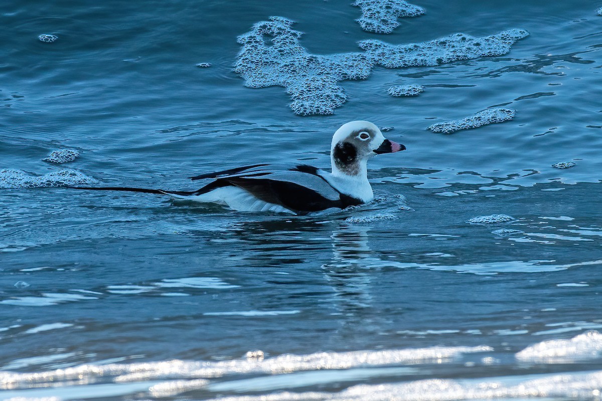 Long-tailed Duck - ML291810121