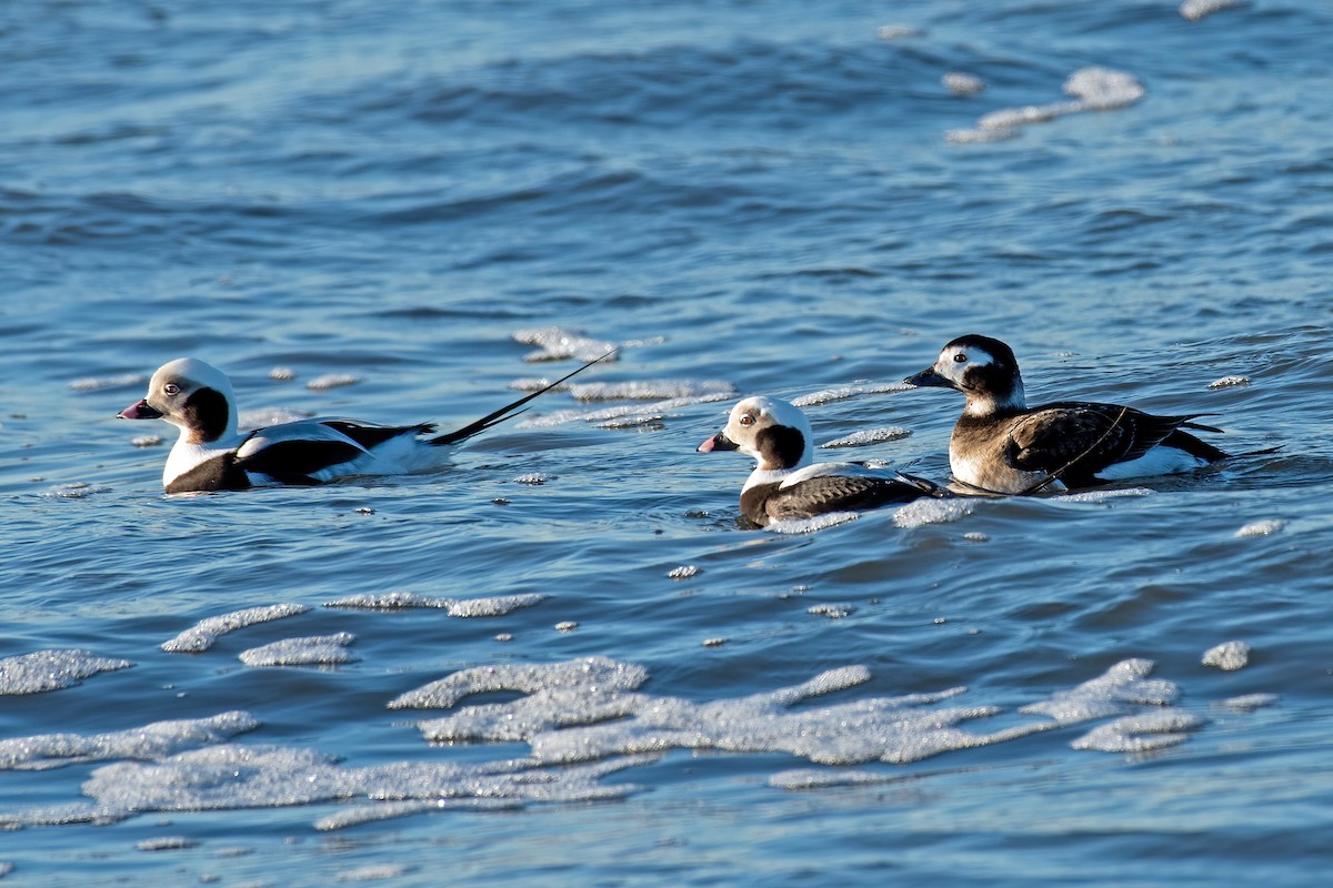 Long-tailed Duck - ML291810131