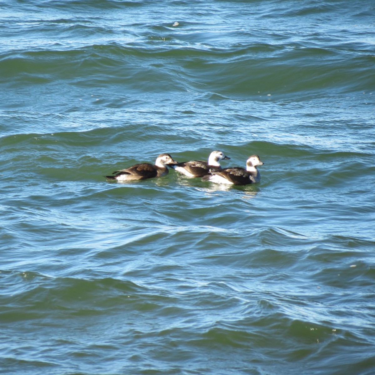 Long-tailed Duck - ML291815891