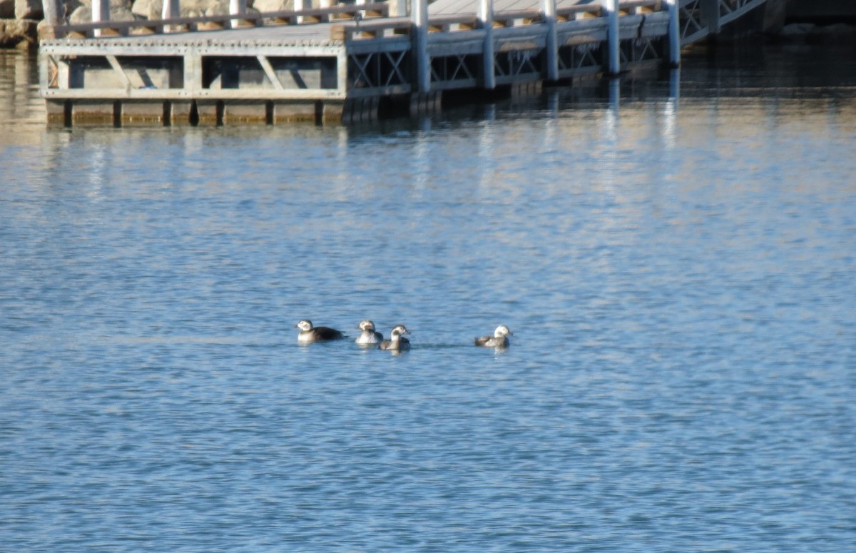 Long-tailed Duck - ML291816601