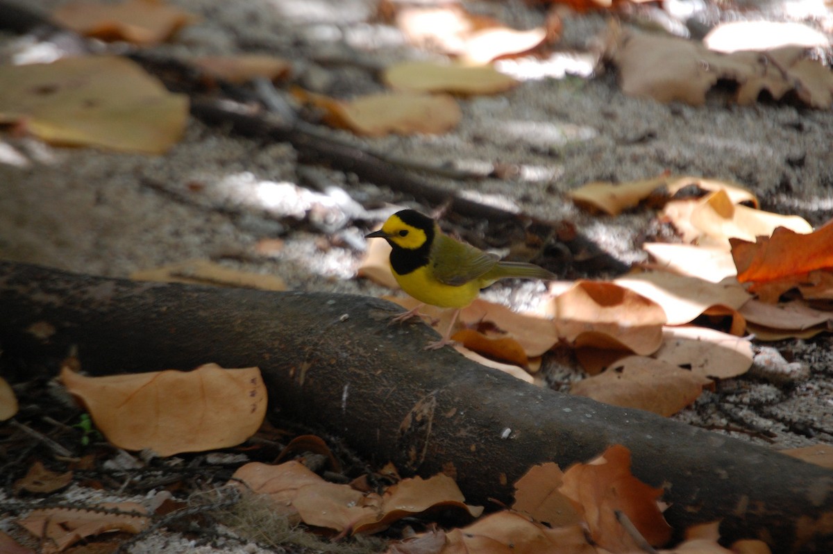 Hooded Warbler - Amy Simmons