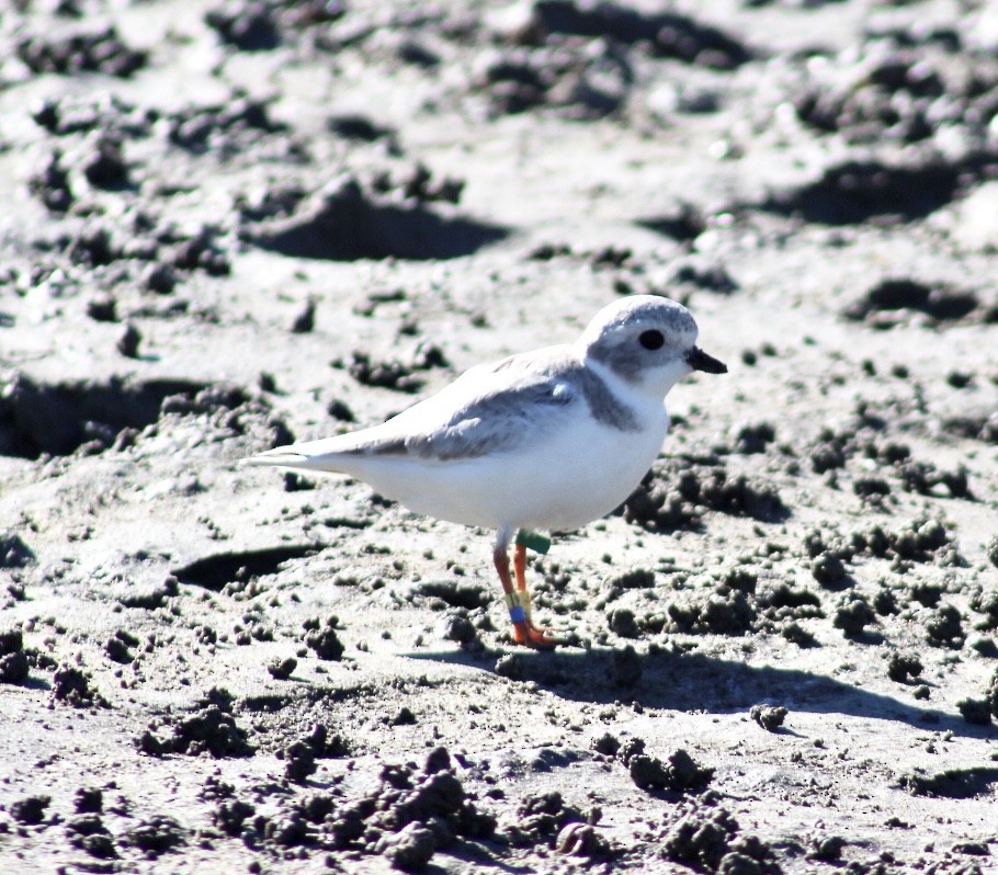Piping Plover - ML291820431