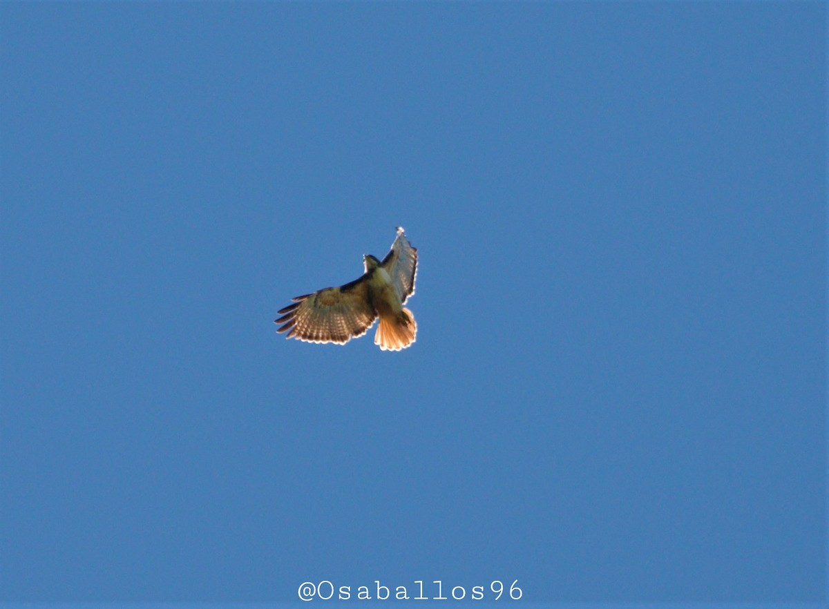 Red-tailed Hawk - ML291821891