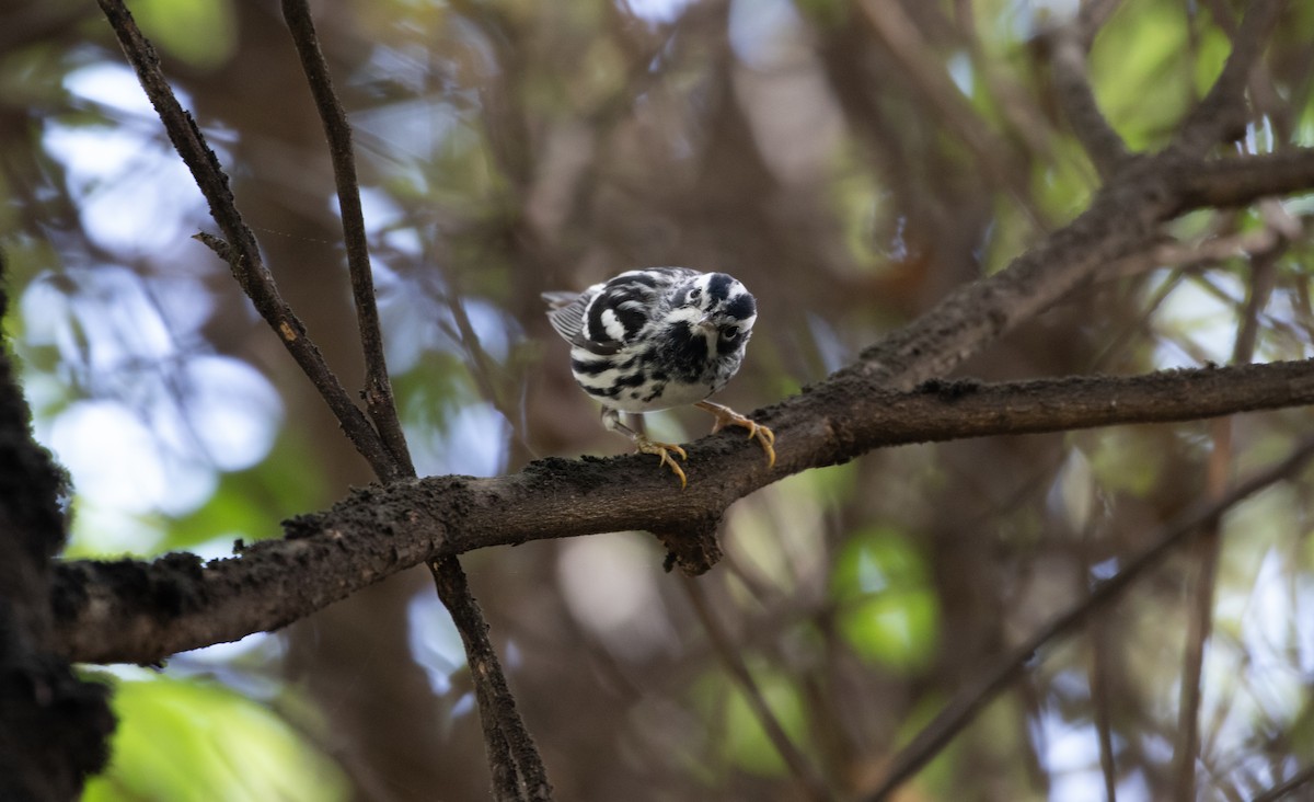 Black-and-white Warbler - ML291827881