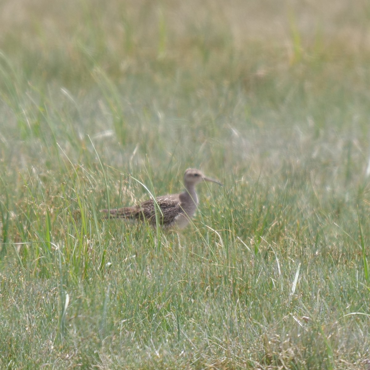 Little Curlew - Amy Worell