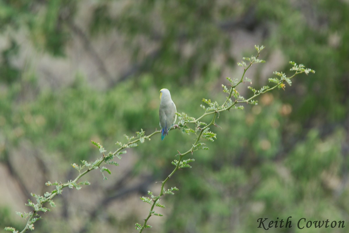 Yellow-faced Parrotlet - ML291836281