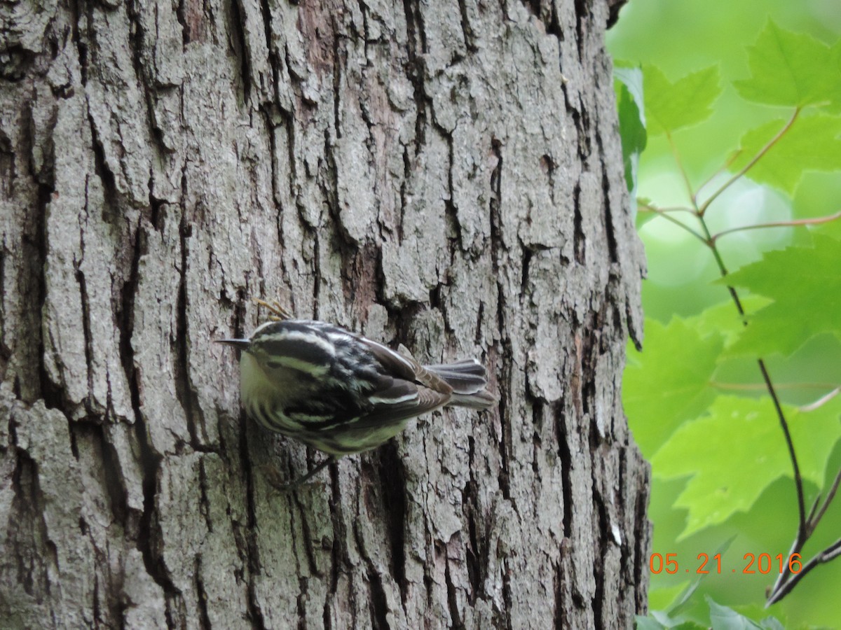Black-and-white Warbler - Rich Brown