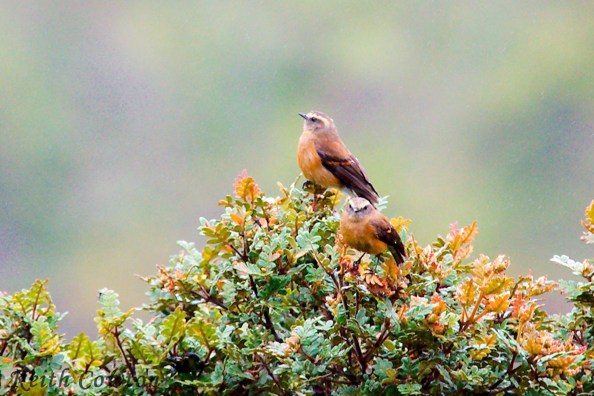 Brown-backed Chat-Tyrant - ML291838471