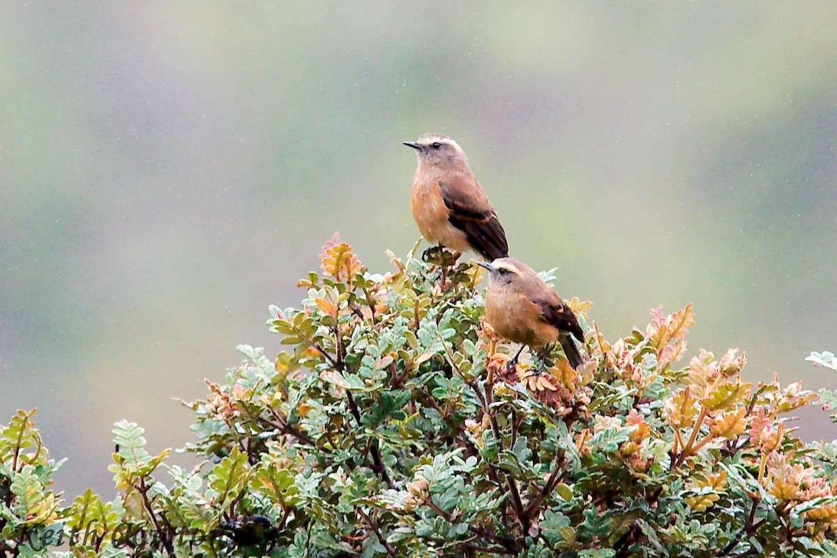 Brown-backed Chat-Tyrant - ML291838491