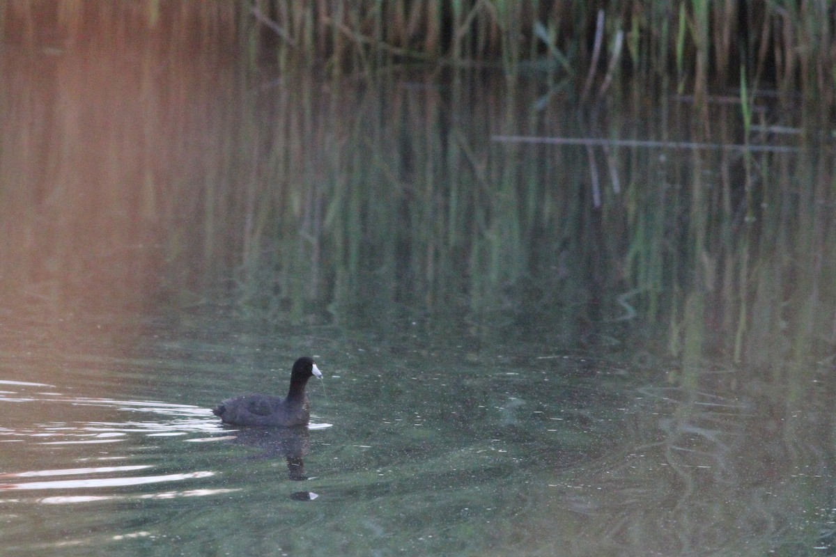 American Coot (Red-shielded) - ML29184441