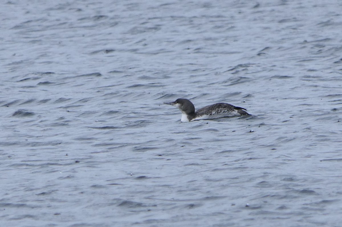 Red-throated Loon - Hein Prinsen