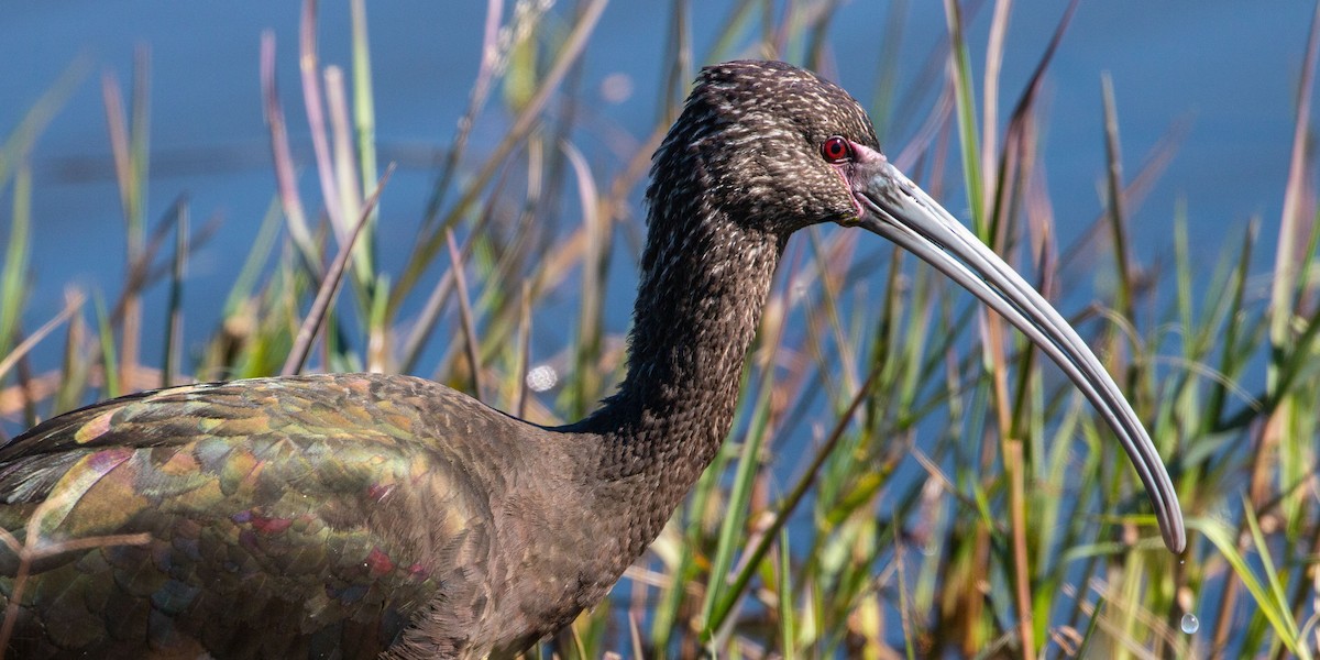 White-faced Ibis - Steve Metchis