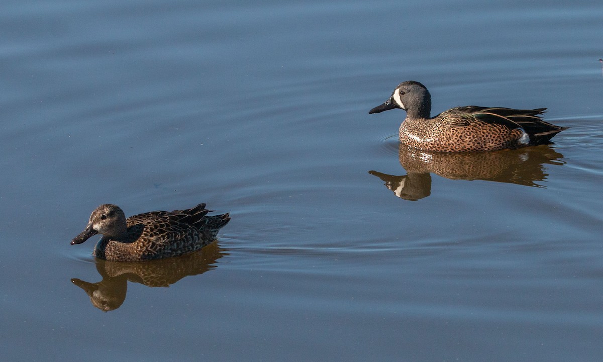 Blue-winged Teal - ML291847861