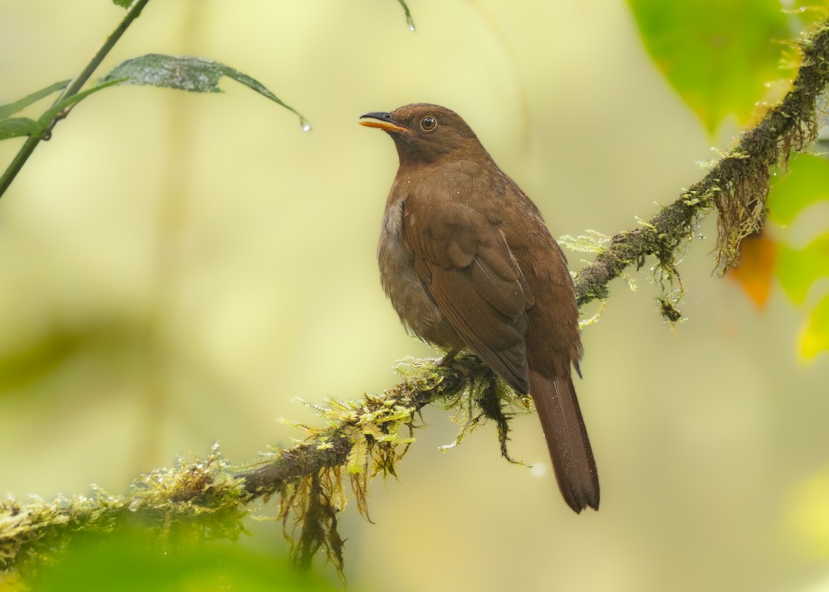 Rufous-brown Solitaire - ML291849681