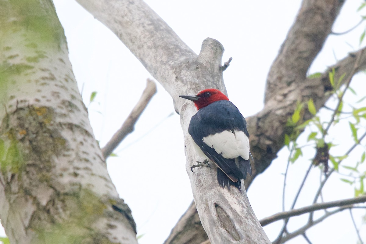 Red-headed Woodpecker - Owen Strickland