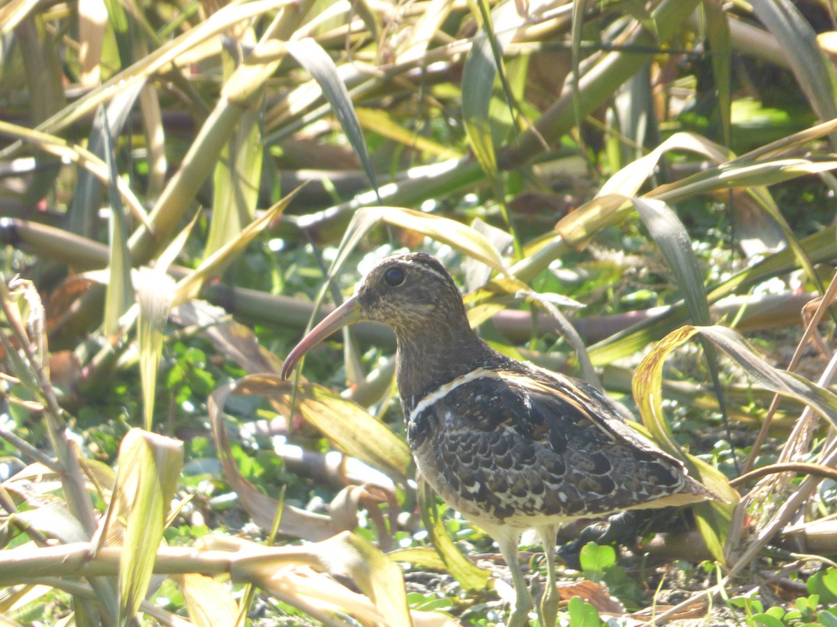 South American Painted-Snipe - ML291863641