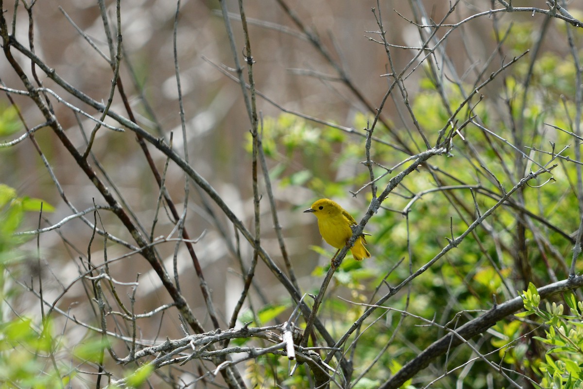 Yellow Warbler - Jeremy Collison
