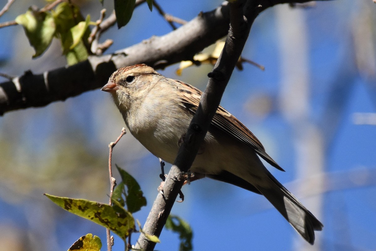 Chipping Sparrow - Nick Moore
