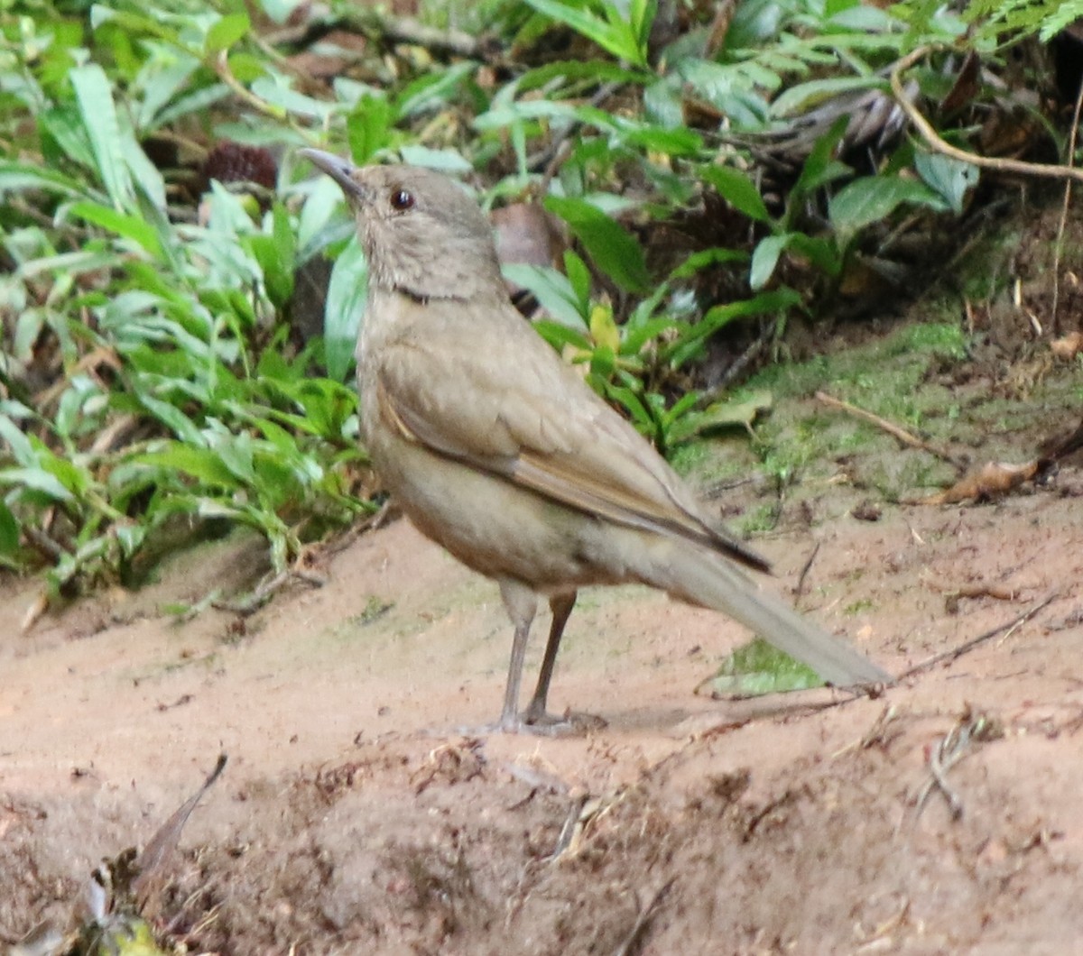 Pale-breasted Thrush - ML291871141