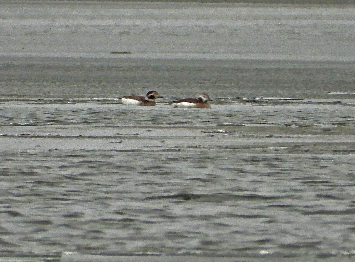 Long-tailed Duck - ML291872101