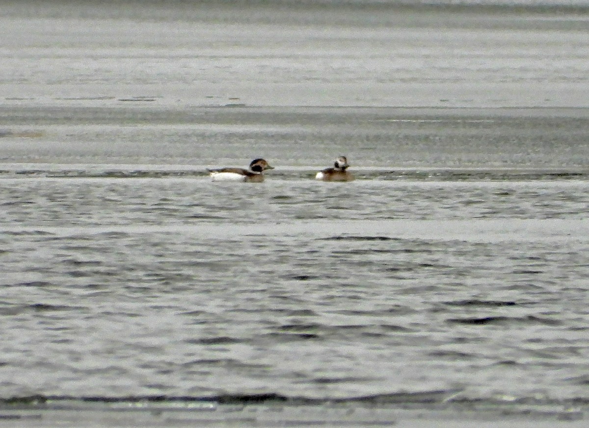 Long-tailed Duck - ML291872171