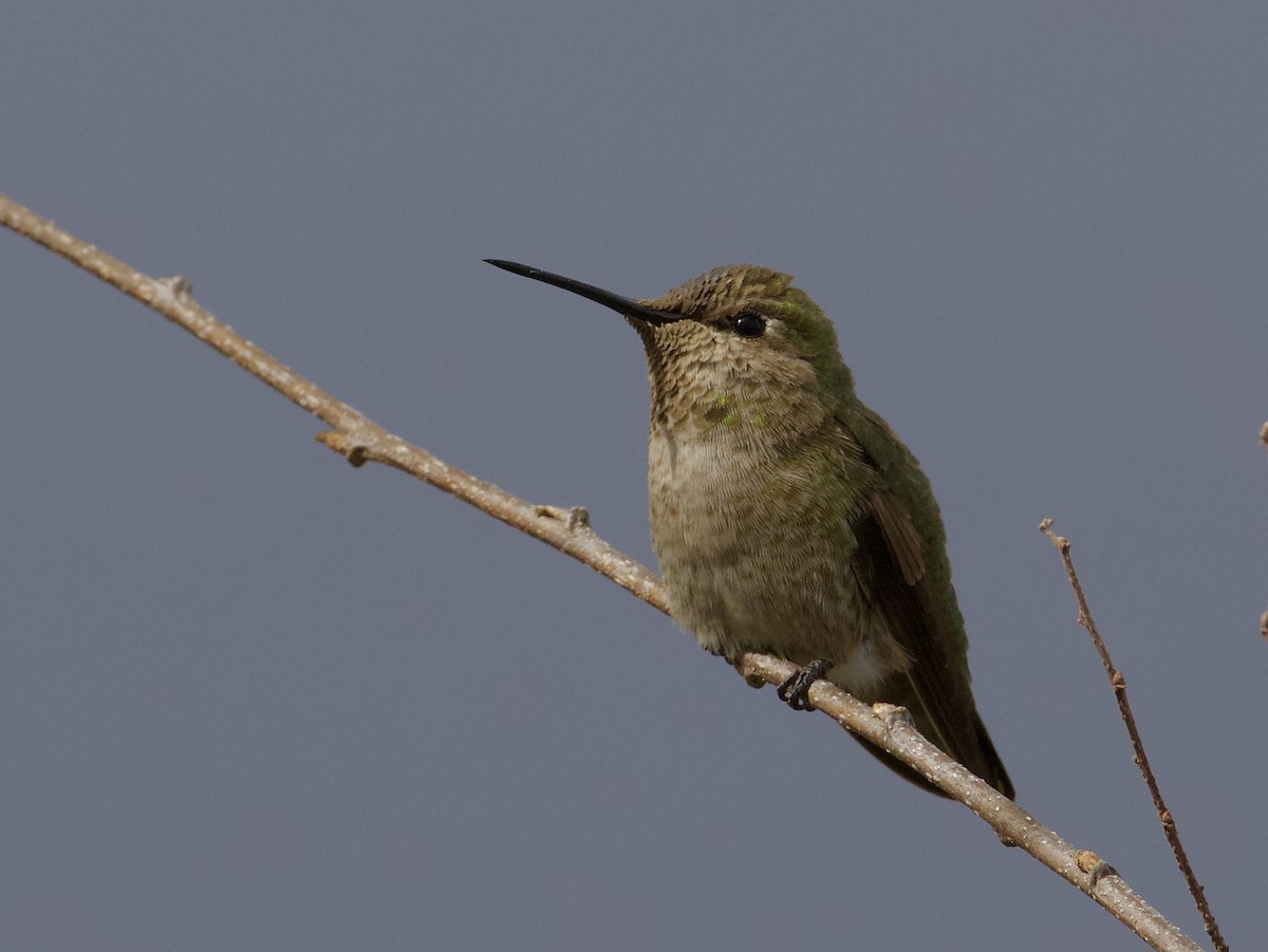 Anna's Hummingbird - ML291873031