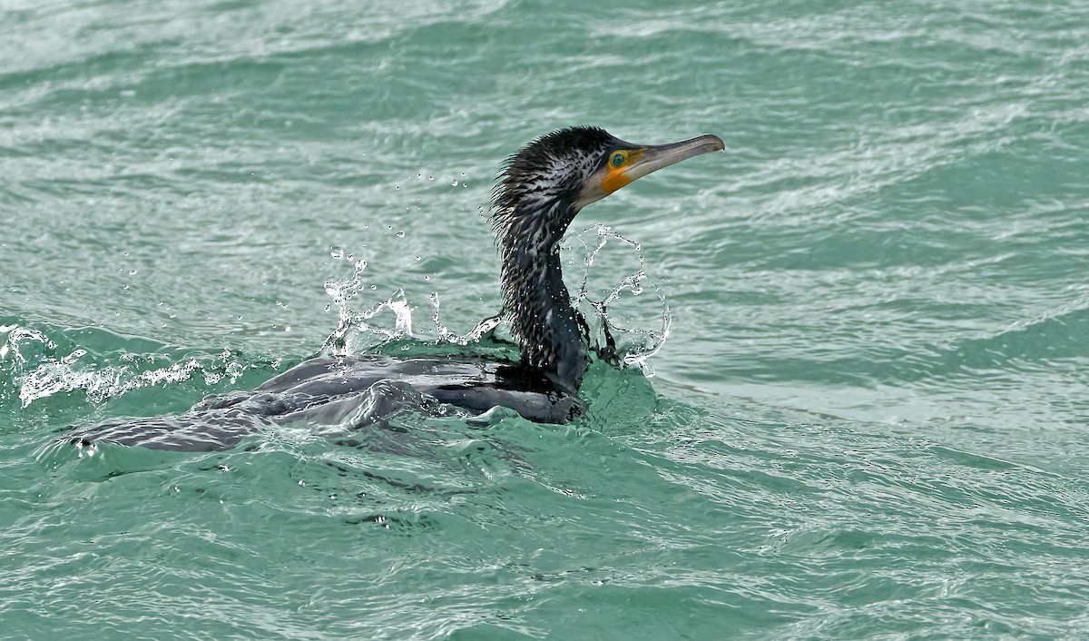 Great Cormorant - Daniel López-Velasco | Ornis Birding Expeditions