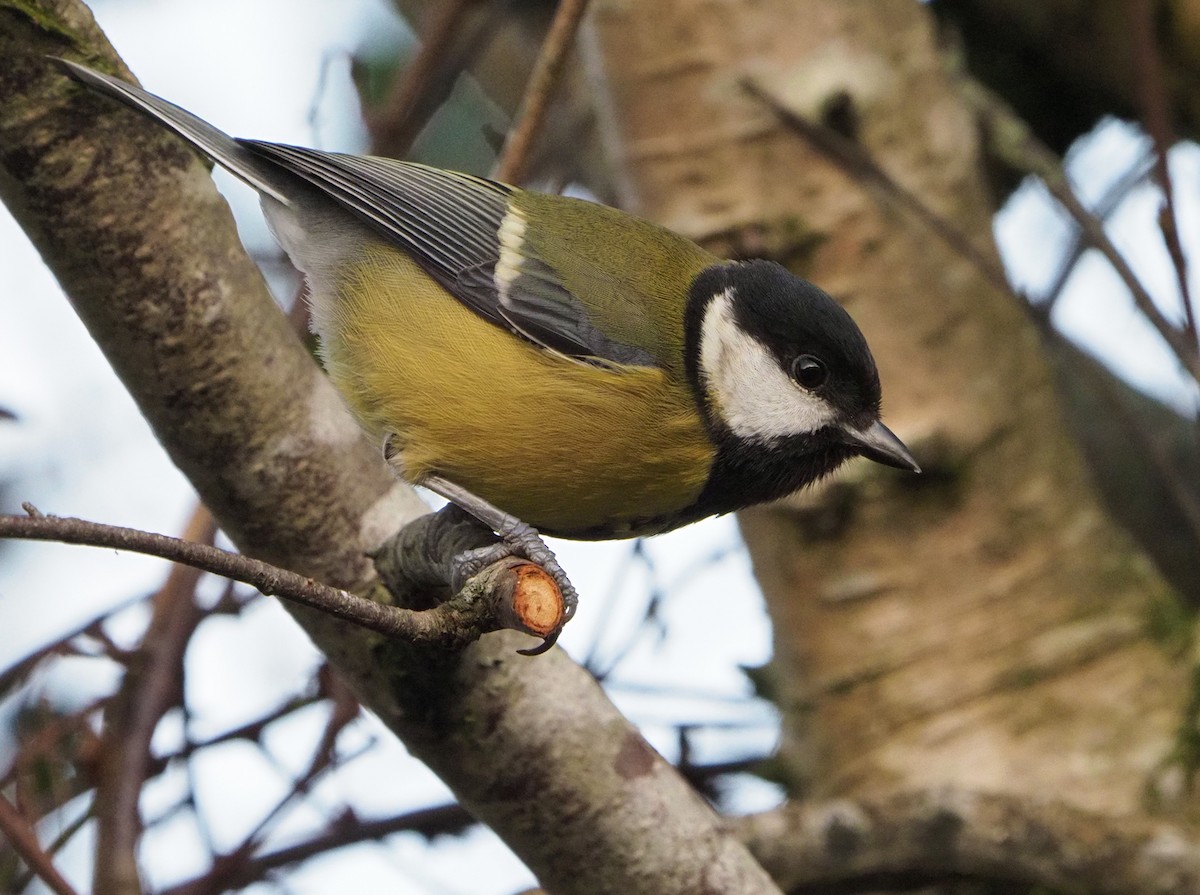 Great Tit - Brian Carruthers