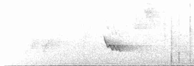 Black-tailed Tityra - ML291879231