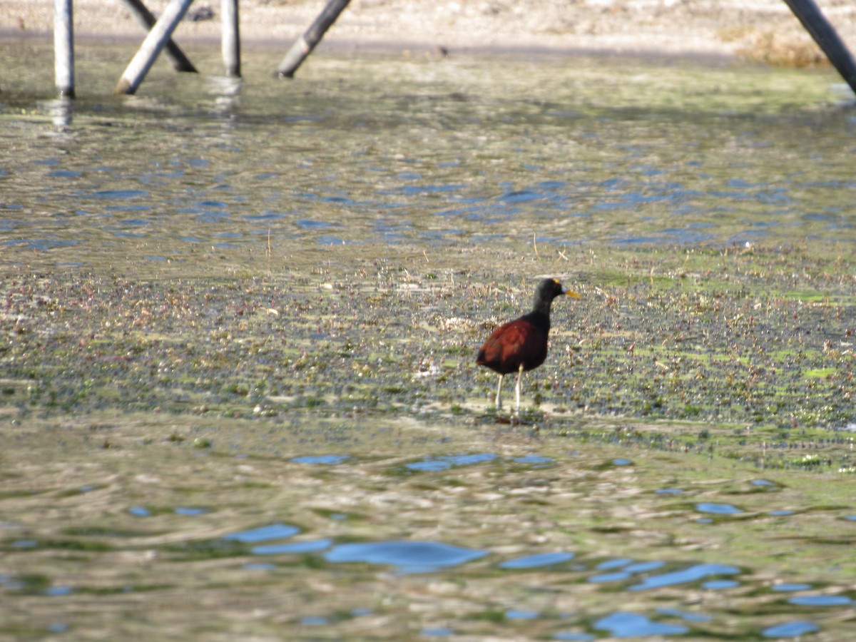 Northern Jacana - Leticia Andino Biologist and Birding Tour Guide