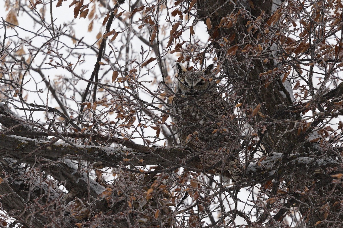 Great Horned Owl - ML291887641