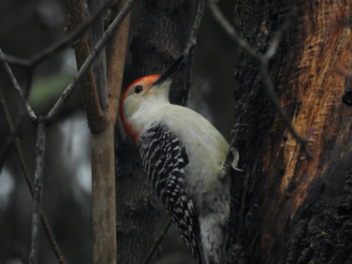 Red-bellied Woodpecker - ML291889441
