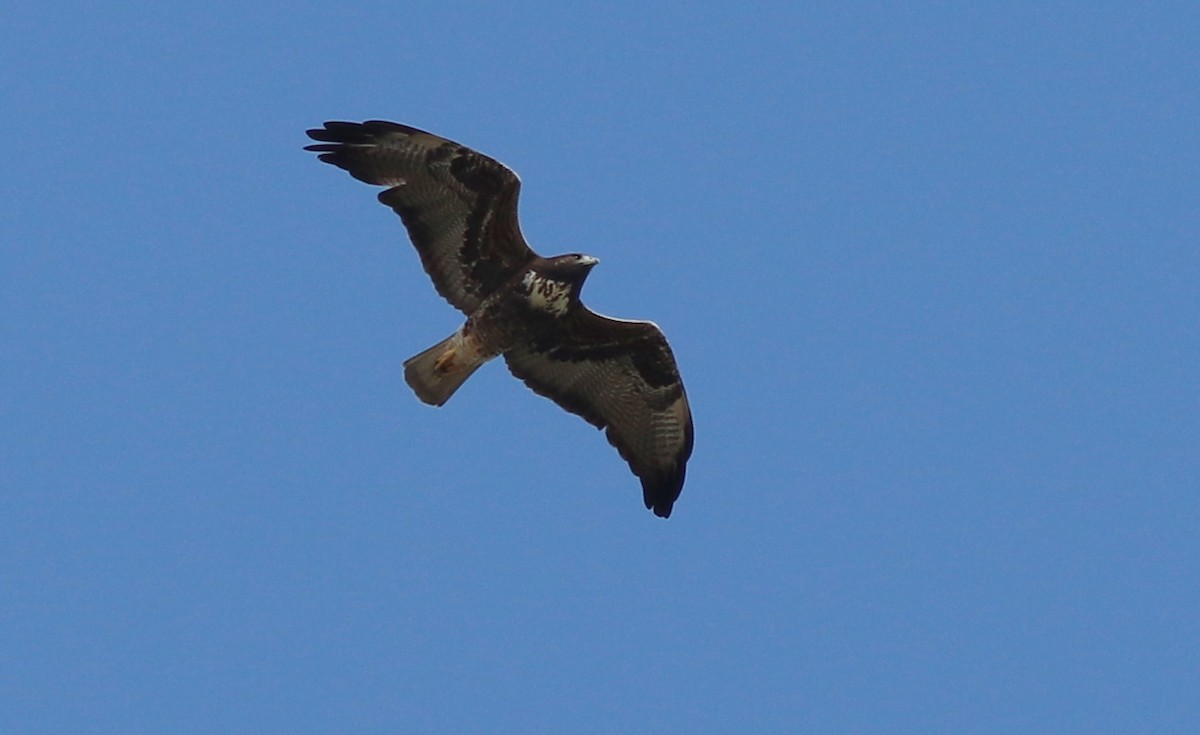 White-tailed Hawk - Gary Leavens