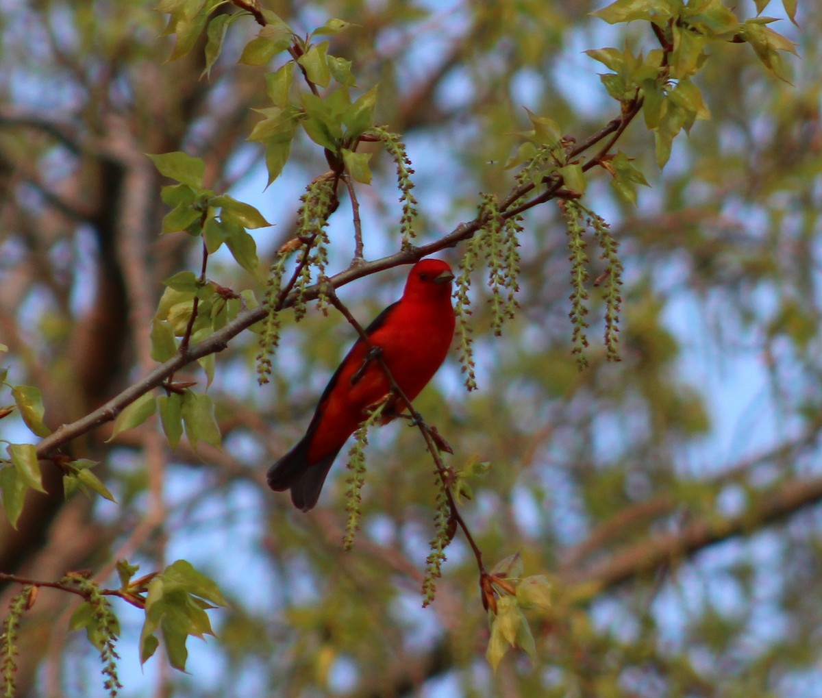 Scarlet Tanager - ML29190201