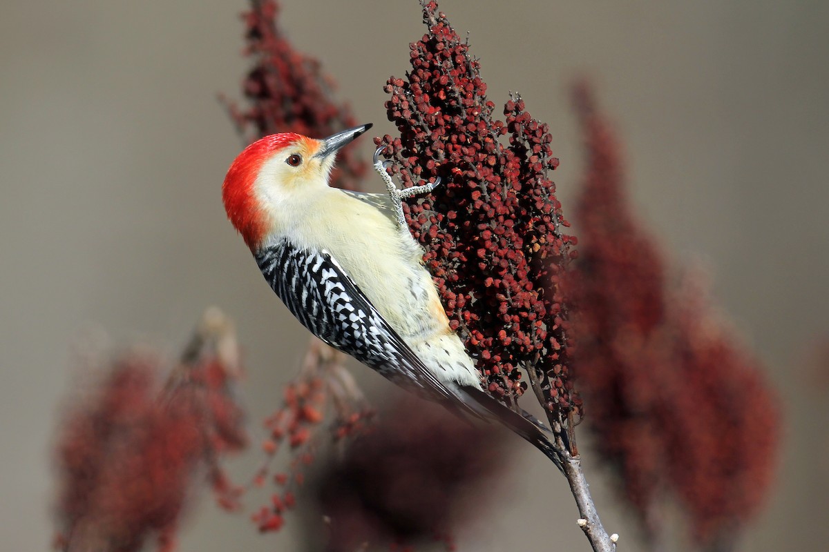 Red-bellied Woodpecker - ML291902071