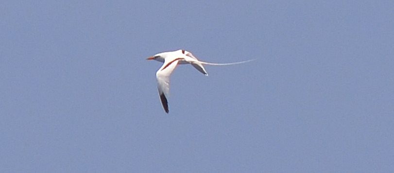 White-tailed Tropicbird (Atlantic) - ML29190271