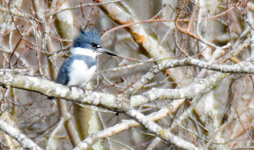 Belted Kingfisher - ML291904281