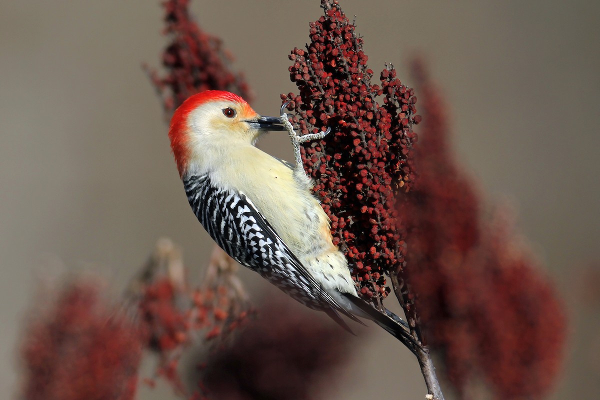 Red-bellied Woodpecker - Timothy P. Jones