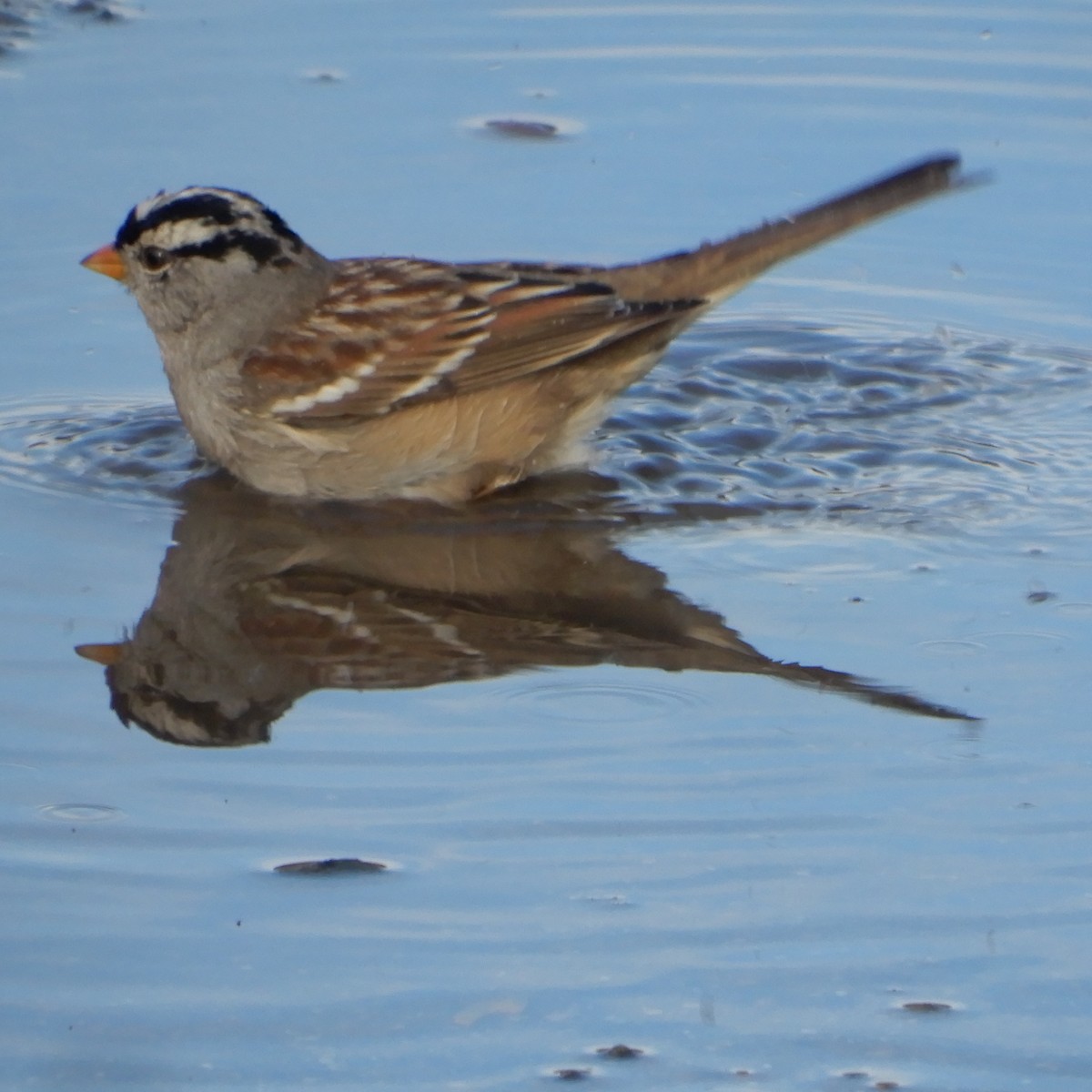 White-crowned Sparrow (Gambel's) - ML291905111