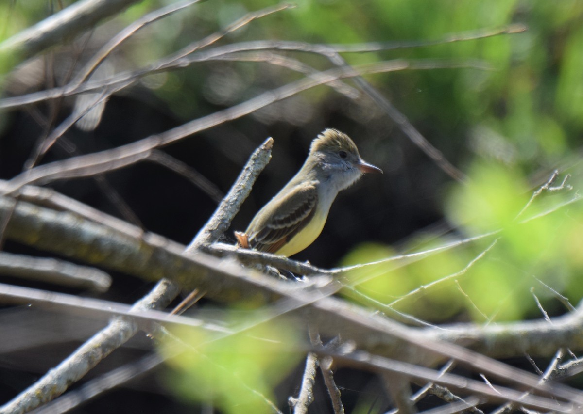 Great Crested Flycatcher - ML29190771