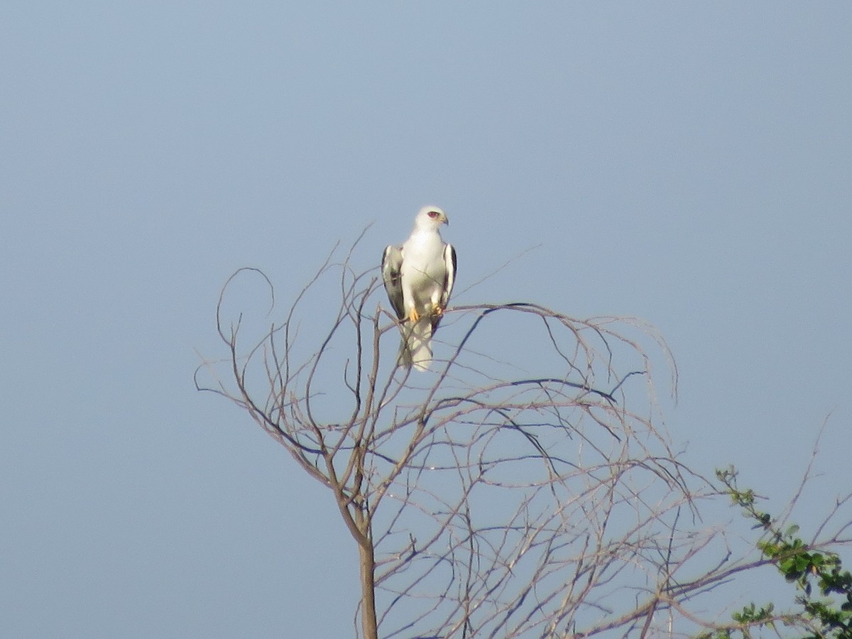 White-tailed Kite - ML291911721