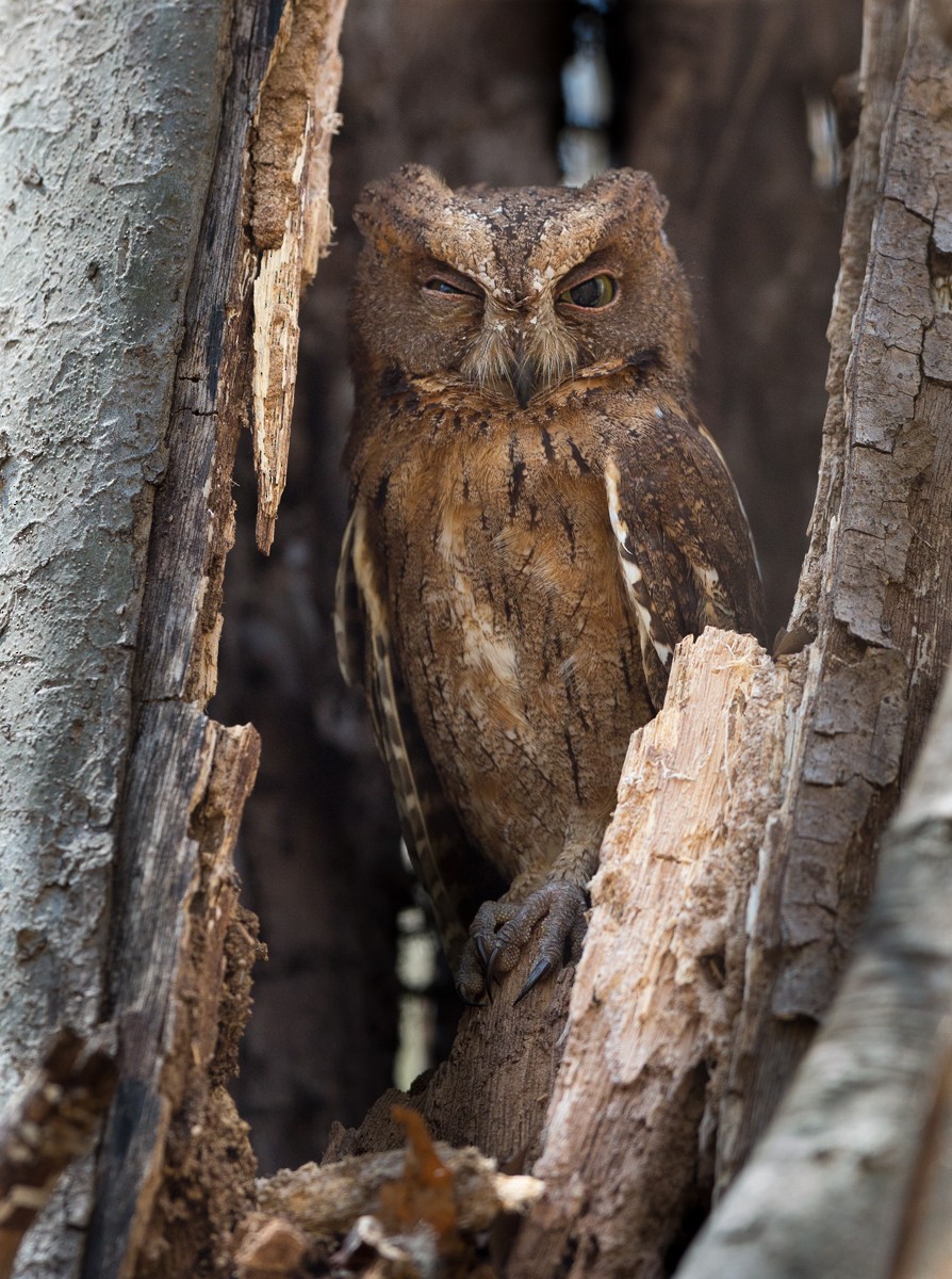 Madagascar Scops-Owl (Torotoroka) - ML29191351