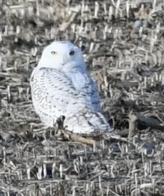 Snowy Owl - ML291914571