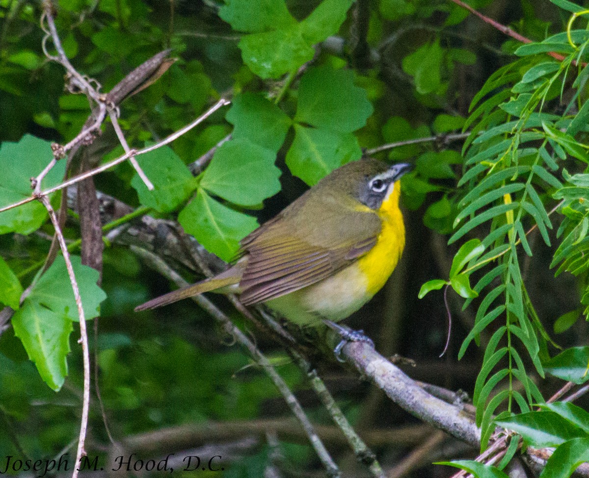 Yellow-breasted Chat - ML29191481