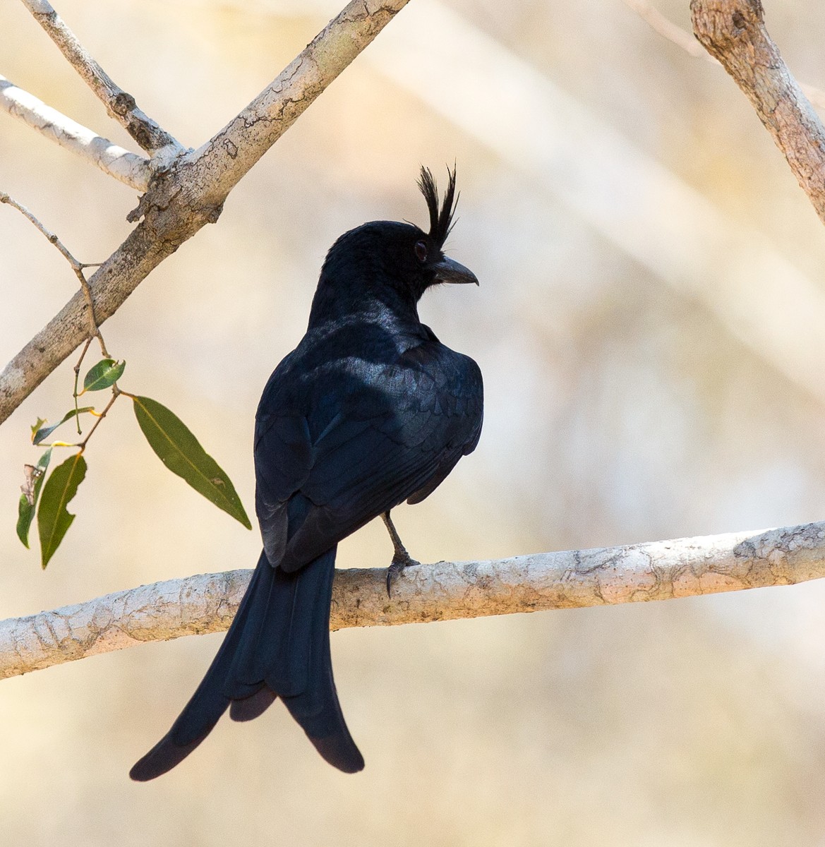 Crested Drongo - ML29191721