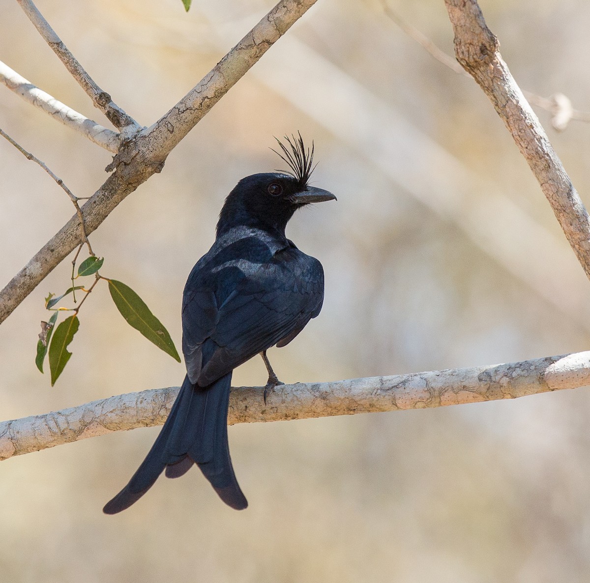 Crested Drongo - Sonja Ross